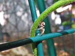 Philodromus marxi