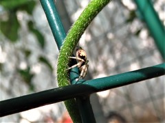 Philodromus marxi