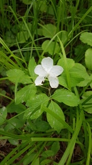 Anemonoides udensis