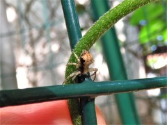 Philodromus marxi