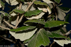 Quercus huicholensis