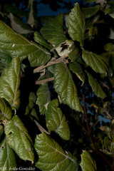 Quercus huicholensis