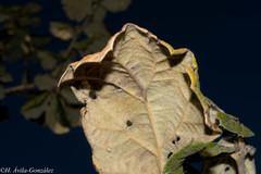 Quercus huicholensis