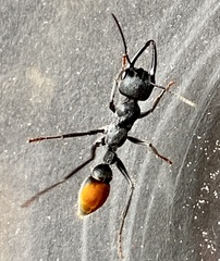 Myrmecia mandibularis