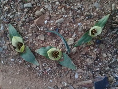 Colchicum coloratum burchellii