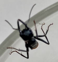 Myrmecia mandibularis