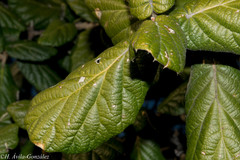 Quercus huicholensis