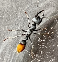 Myrmecia mandibularis