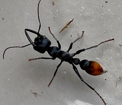 Myrmecia mandibularis