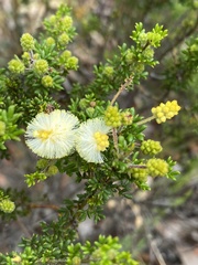 Melaleuca thymoides