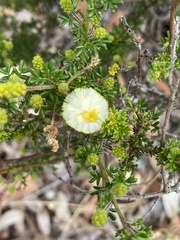 Melaleuca thymoides