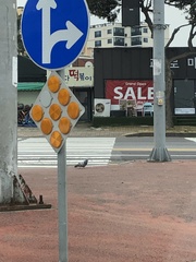 Columba livia domestica