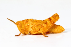 Stropis maculosa