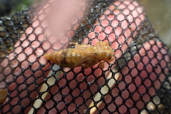 Paragomphus capricornis