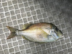 Gymnocranius audleyi