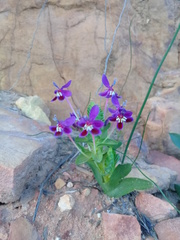 Lapeirousia pyramidalis regalis