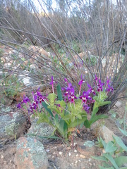 Lapeirousia pyramidalis regalis