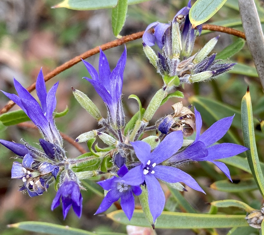 Billardiera variifolia