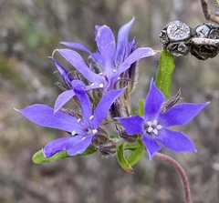 Billardiera variifolia