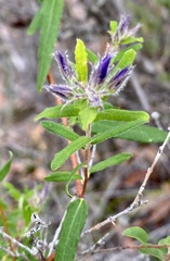 Billardiera variifolia