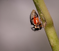 Cyphonia trifida