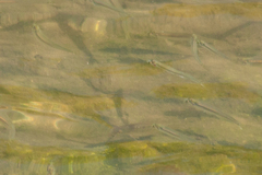 Atheriniformes