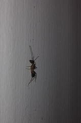 Camponotus