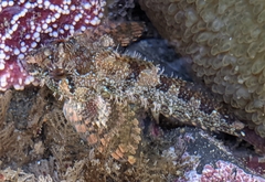 Oligocottus rubellio