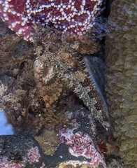 Oligocottus rubellio