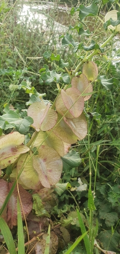 Sackflower (Holubia saccata)