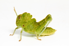 Ecphantus quadrilobus