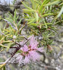 Melaleuca striata
