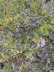 Melaleuca striata
