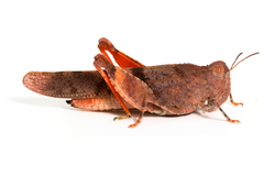 Qualetta maculata