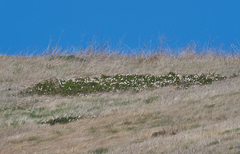Calystegia macrostegia macrostegia