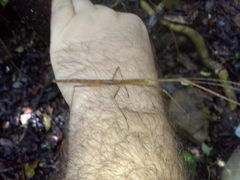 Sipyloidea larryi