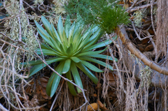 Dudleya candelabrum