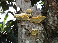 Fungi