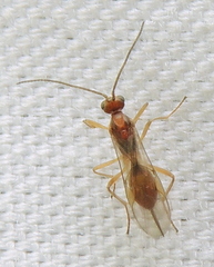Meteorinae