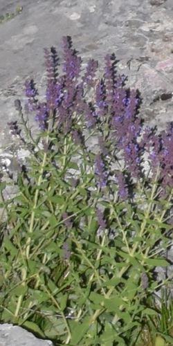 Macedonian Clary (Salvia amplexicaulis)