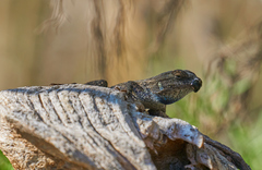 Sceloporus occidentalis becki