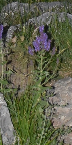 Image of Salvia amplexicaulis by (c) Zac Peterson, some rights reserved (CC BY)
