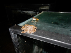 Hyla chrysoscelis