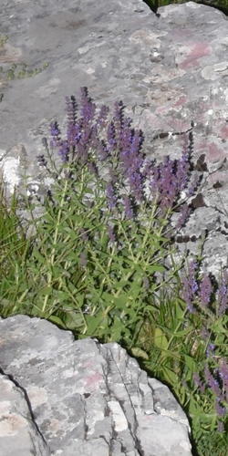 Image of Salvia amplexicaulis by (c) Zac Peterson, some rights reserved (CC BY)