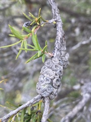 Melaleuca striata