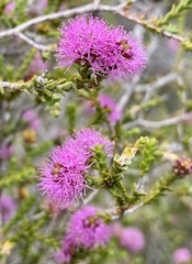 Kunzea recurva