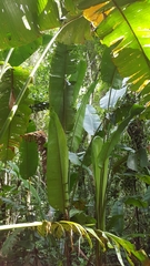 Heliconia uxpanapensis