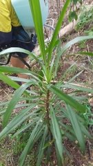 Cordyline rubra