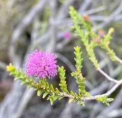 Kunzea recurva
