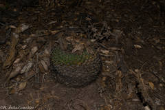 Mammillaria wagneriana
